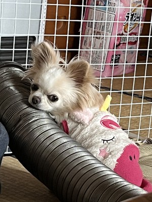 坂井 享成
